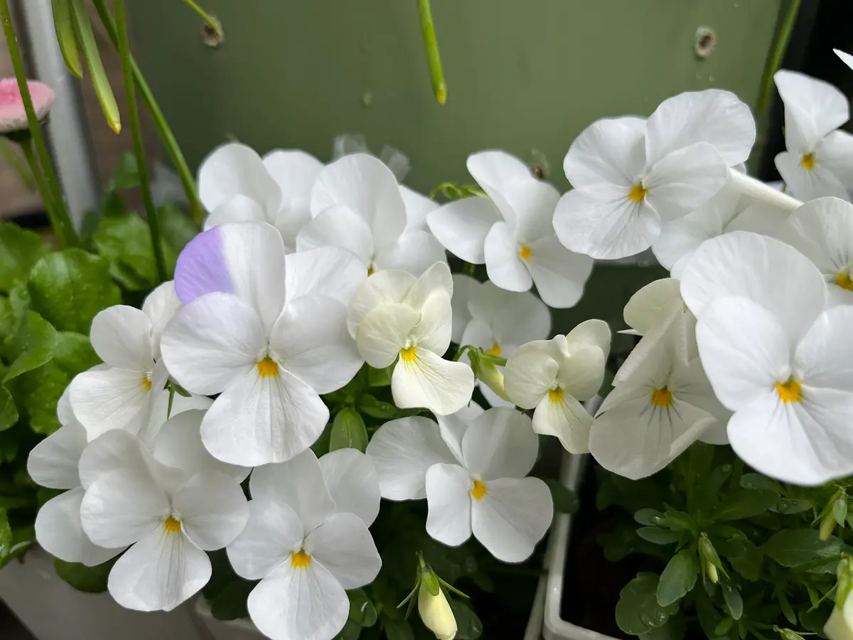 ビオラについて去年は水色と白のビオラを育てていたので、白か