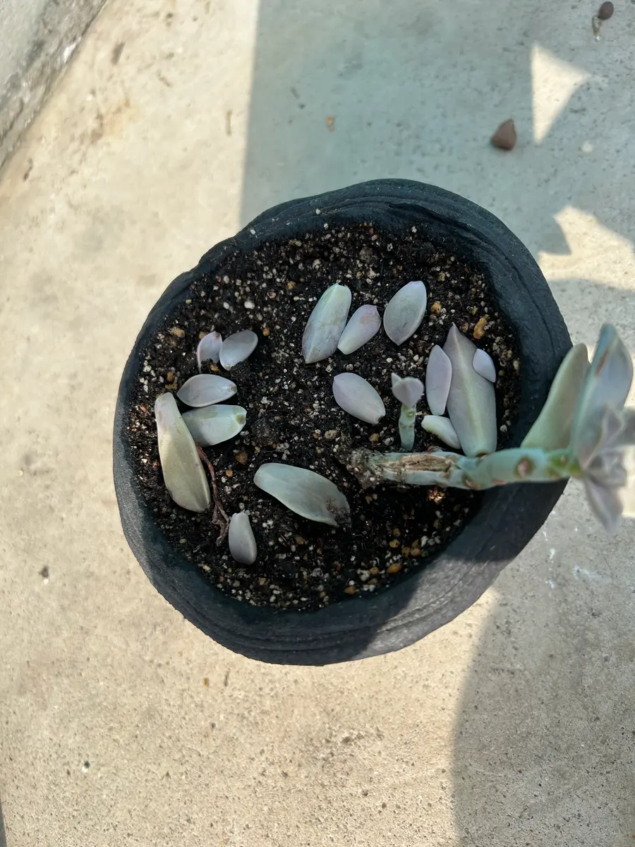 名前が分からないのですが、良く見かける多肉植物で外の生垣の