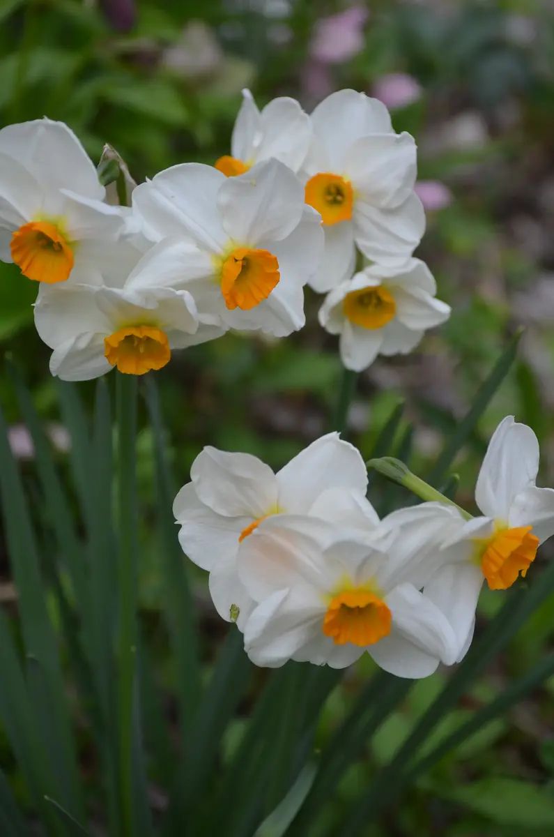 日本水仙は、早ければ11月、12月から開花するとおもっていまし