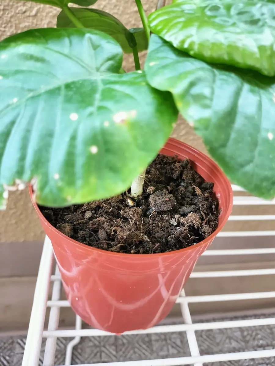 2月下旬に購入したウンベラータです。購入後植え替えずその｜園芸