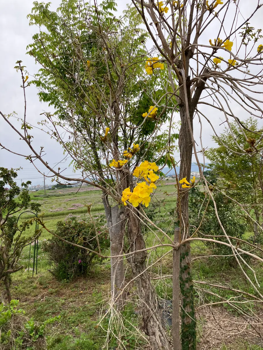 こんにちはいつもお世話になっております。この黄色い花を付｜園芸