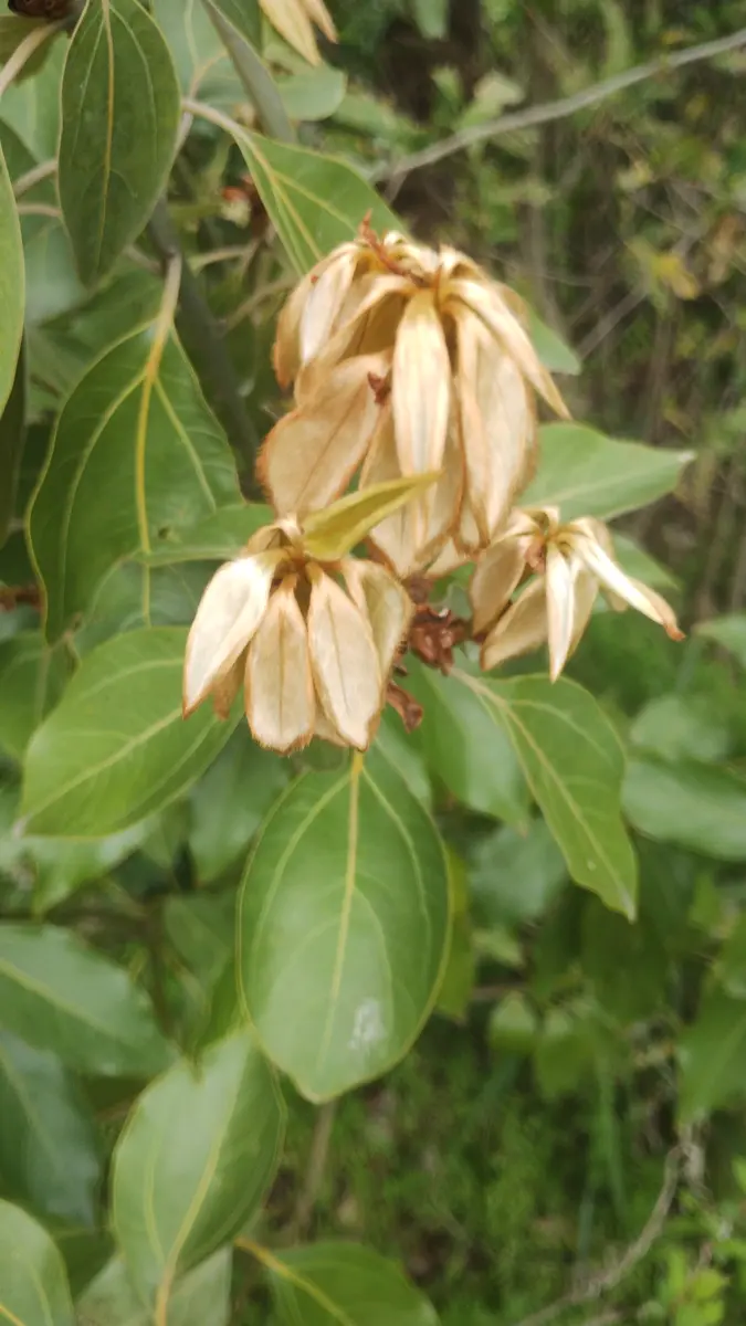 東京書籍】 一般書籍 自然科学 FLORA 図鑑 植物の世界