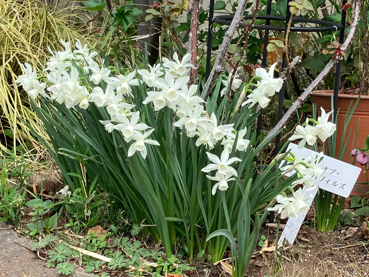 白い水差しのバラ PXL_20240824_112331863.jpg