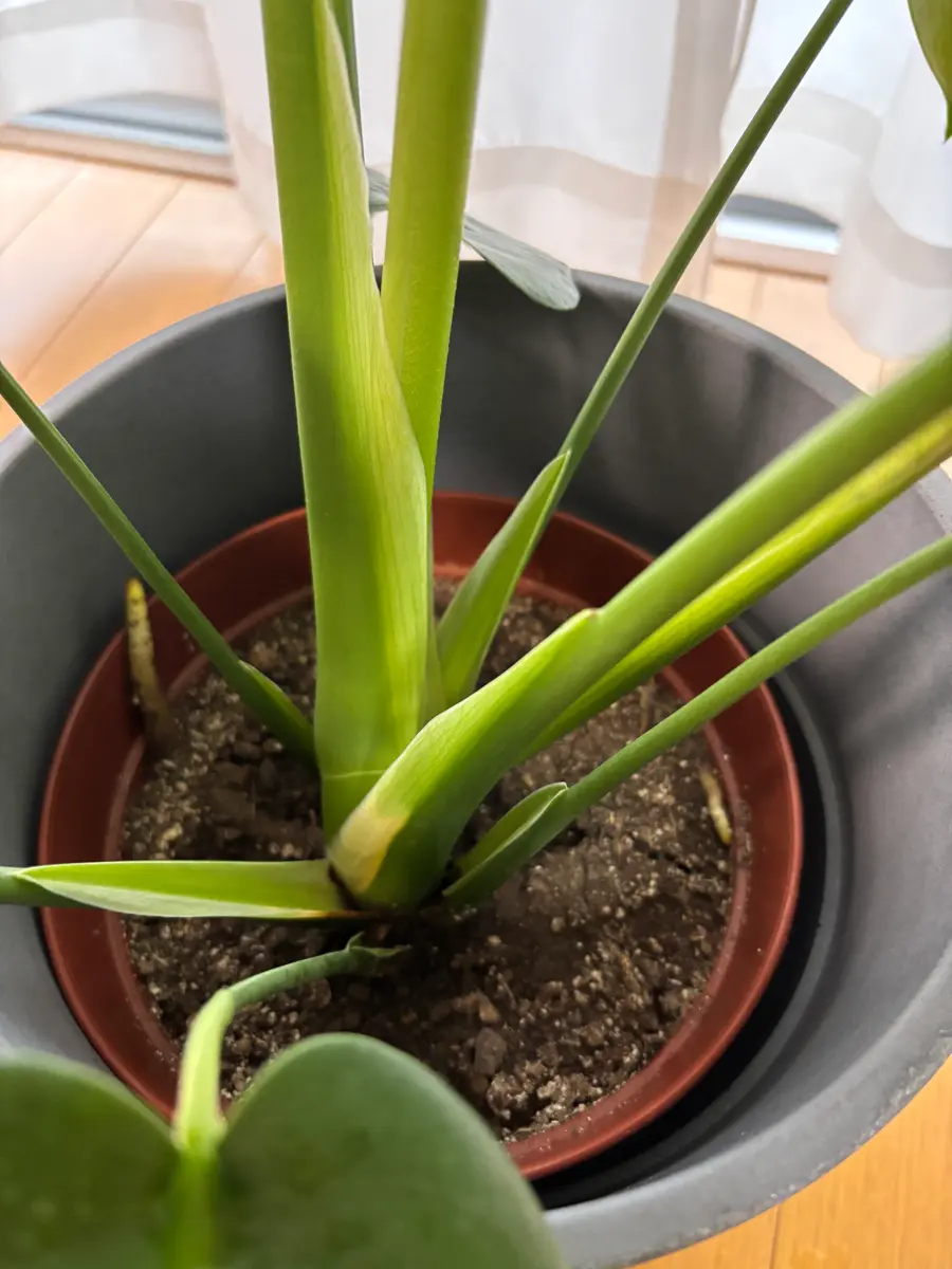 モンステラの育て方について教えてください。2つのモンステラ モンステラの育て方について教えてください。2つのモンステラ