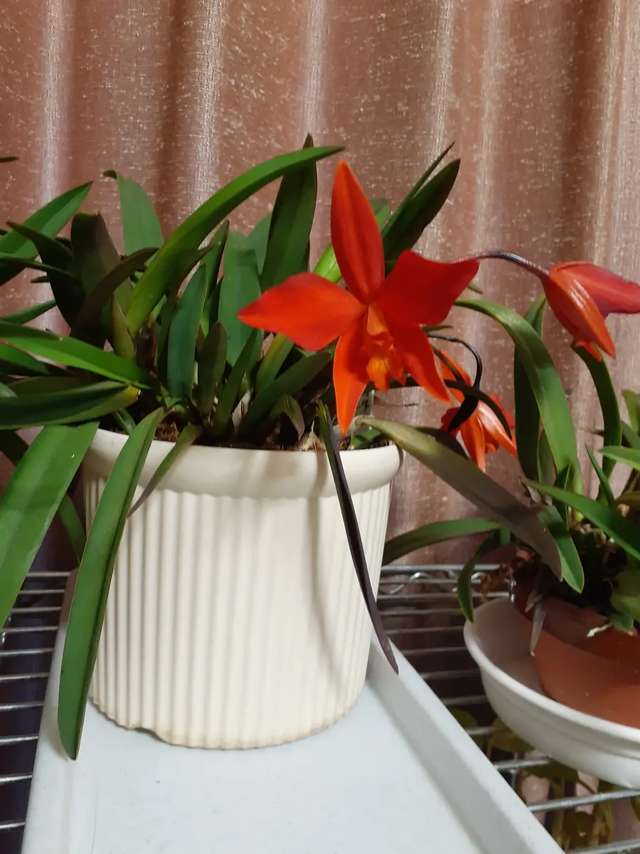 この写真の植物の名前を教えてください。叔父からもらったもの