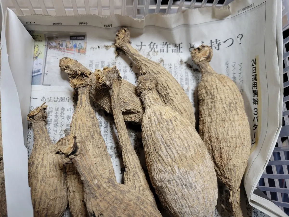 いつもお世話になっています。ダリアの球根の発芽の時期につ いつもお世話になっています。ダリアの球根の発芽の時期につ