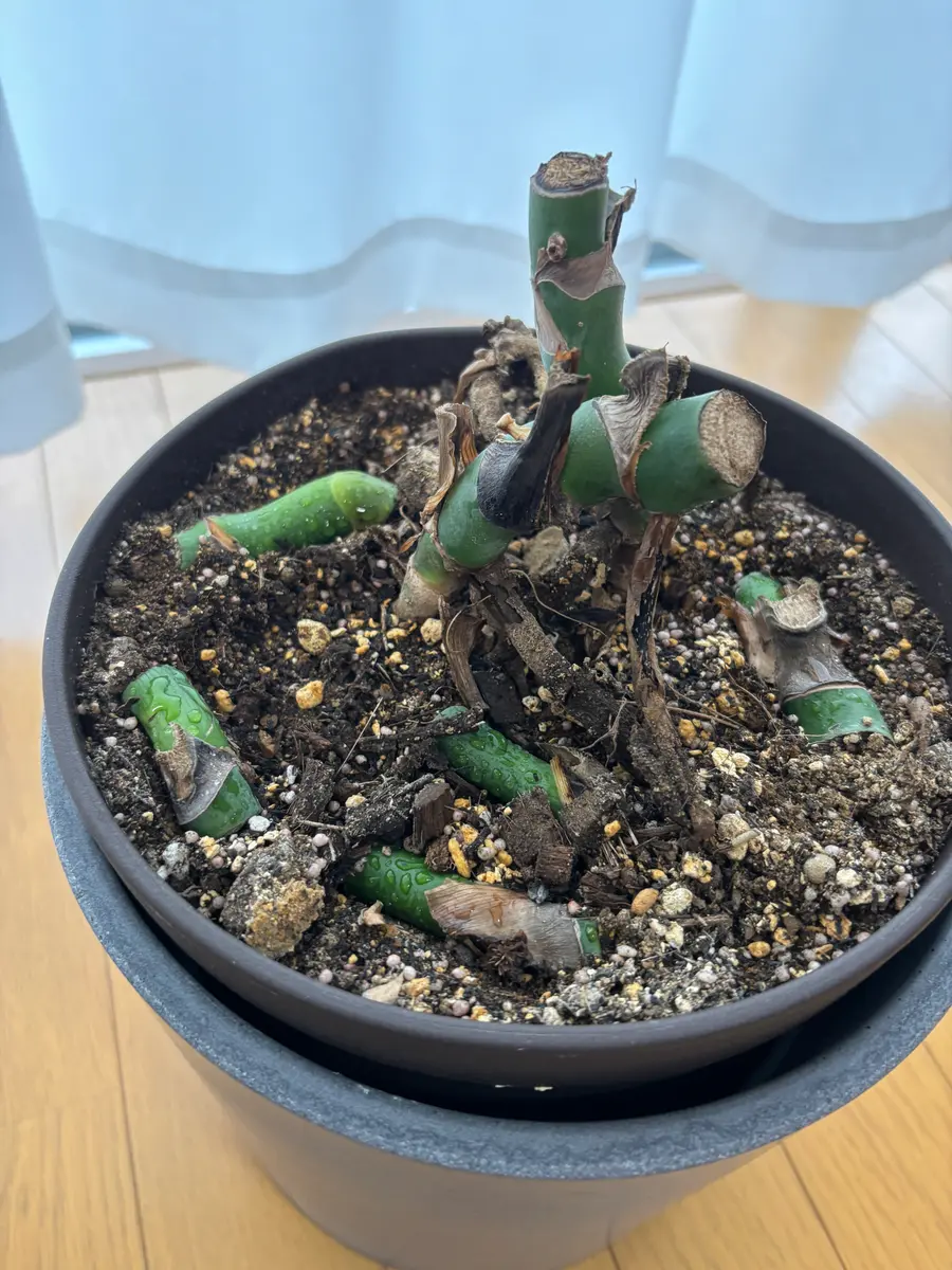 モンステラについて教えてください。凍傷で根っこだけ残して｜園芸