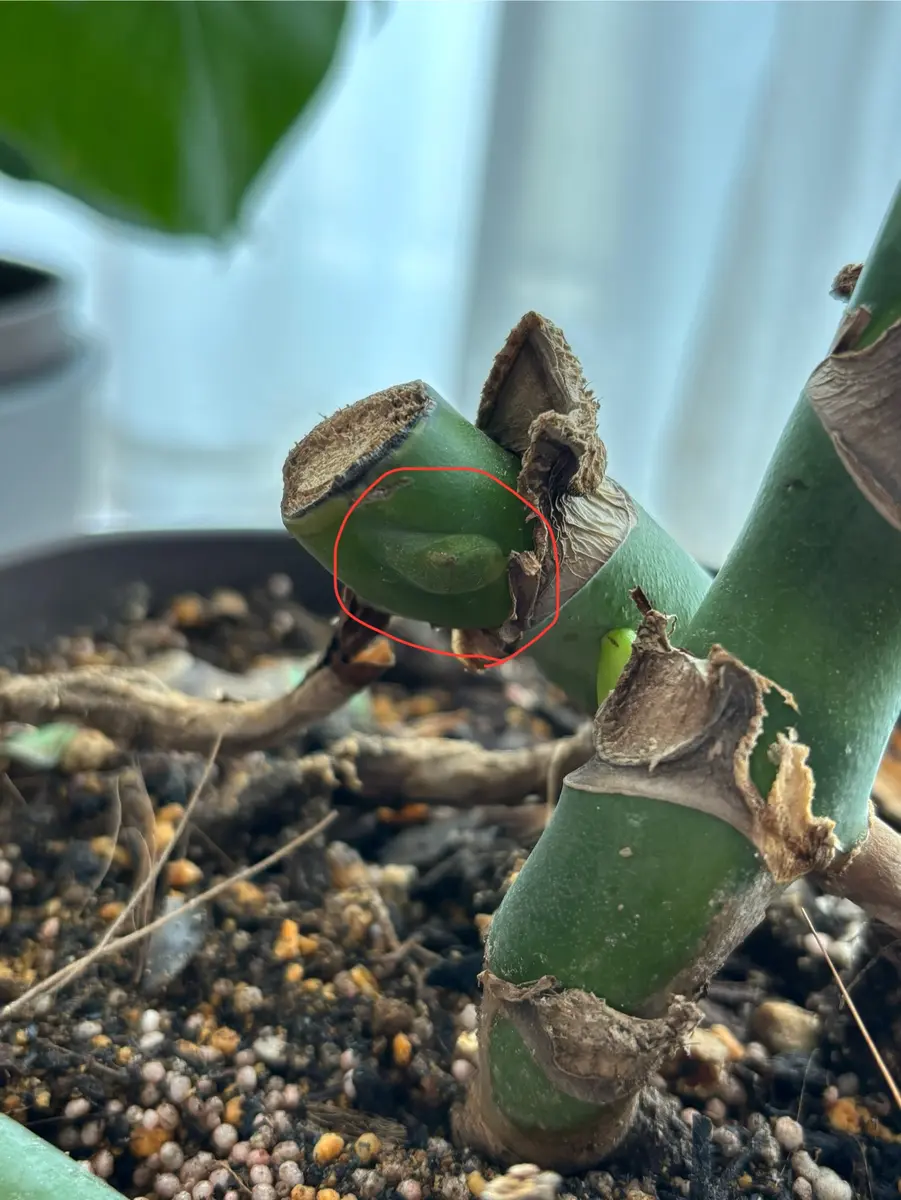 モンステラについて教えてください。凍傷で根っこだけ残して｜園芸