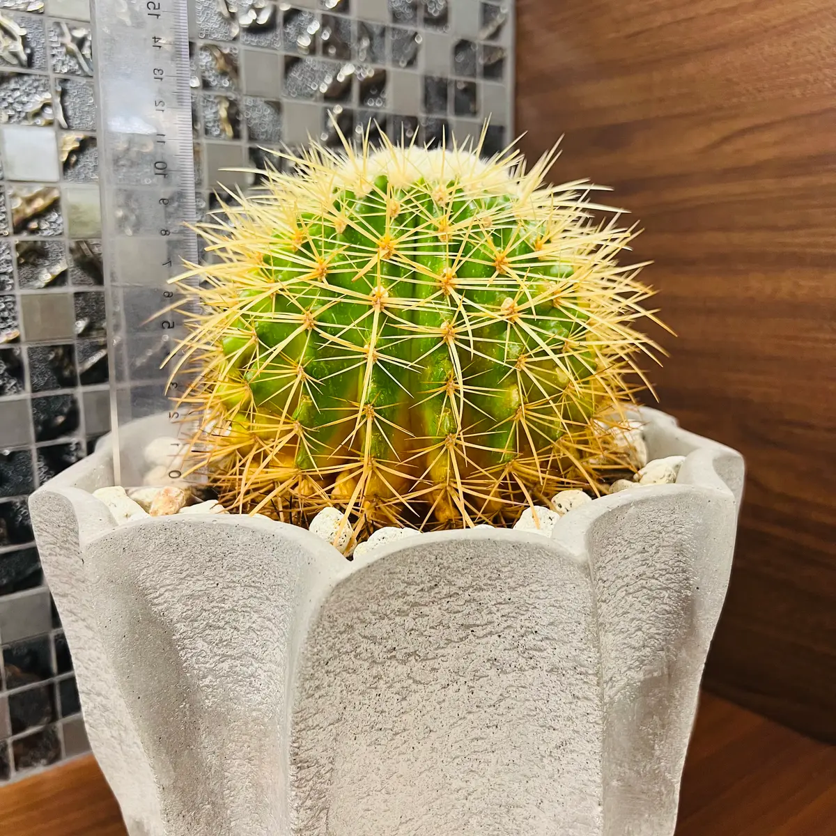 金鯱8号　12点　専用ページ 金鯱8号 12点 専用ページ 【公式通販】