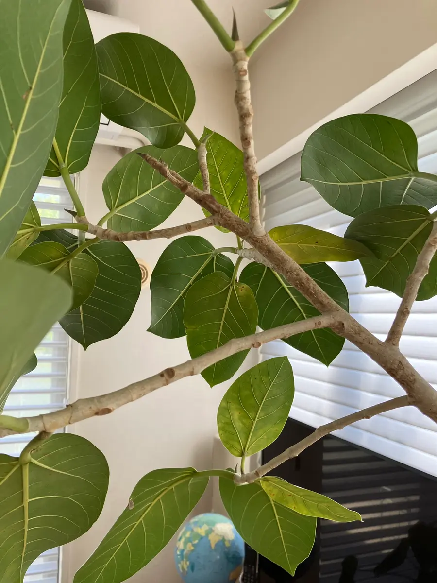 いつもありがとうございます。昨年7月から育てているフィカス｜園芸