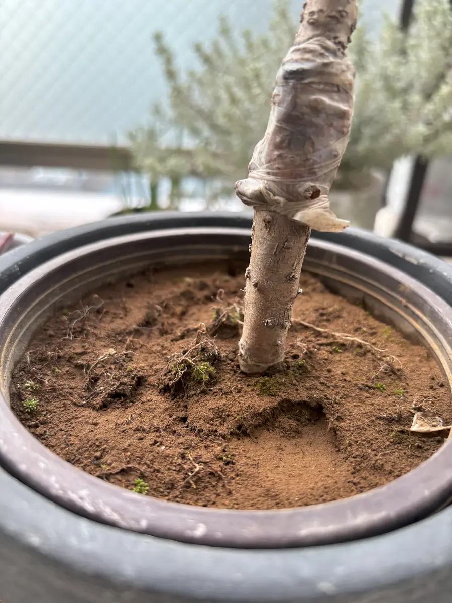先週、旭山桜（一才桜）を買いました。つぼみがついてて、もう