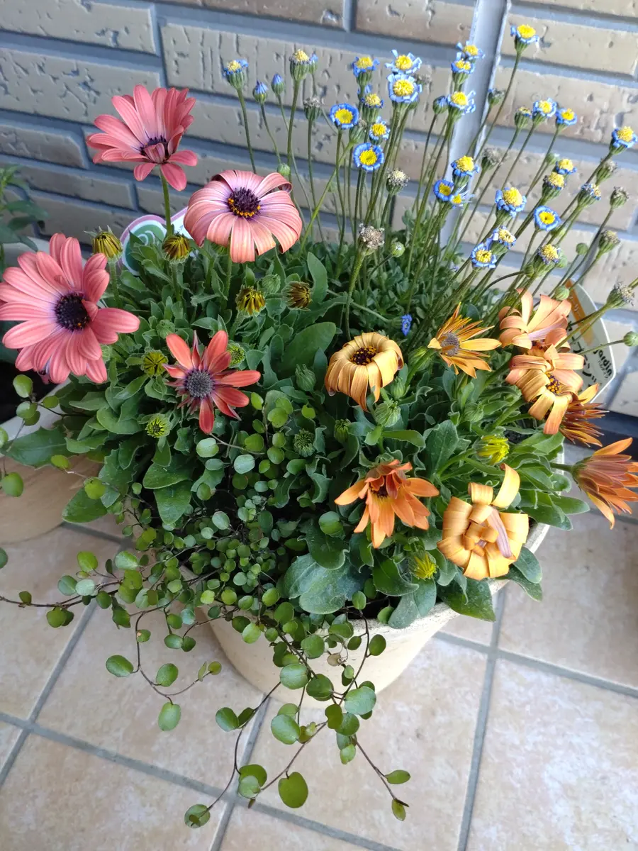 オステオスペルマムを1週間程前にポット苗から寄せ植えに致し