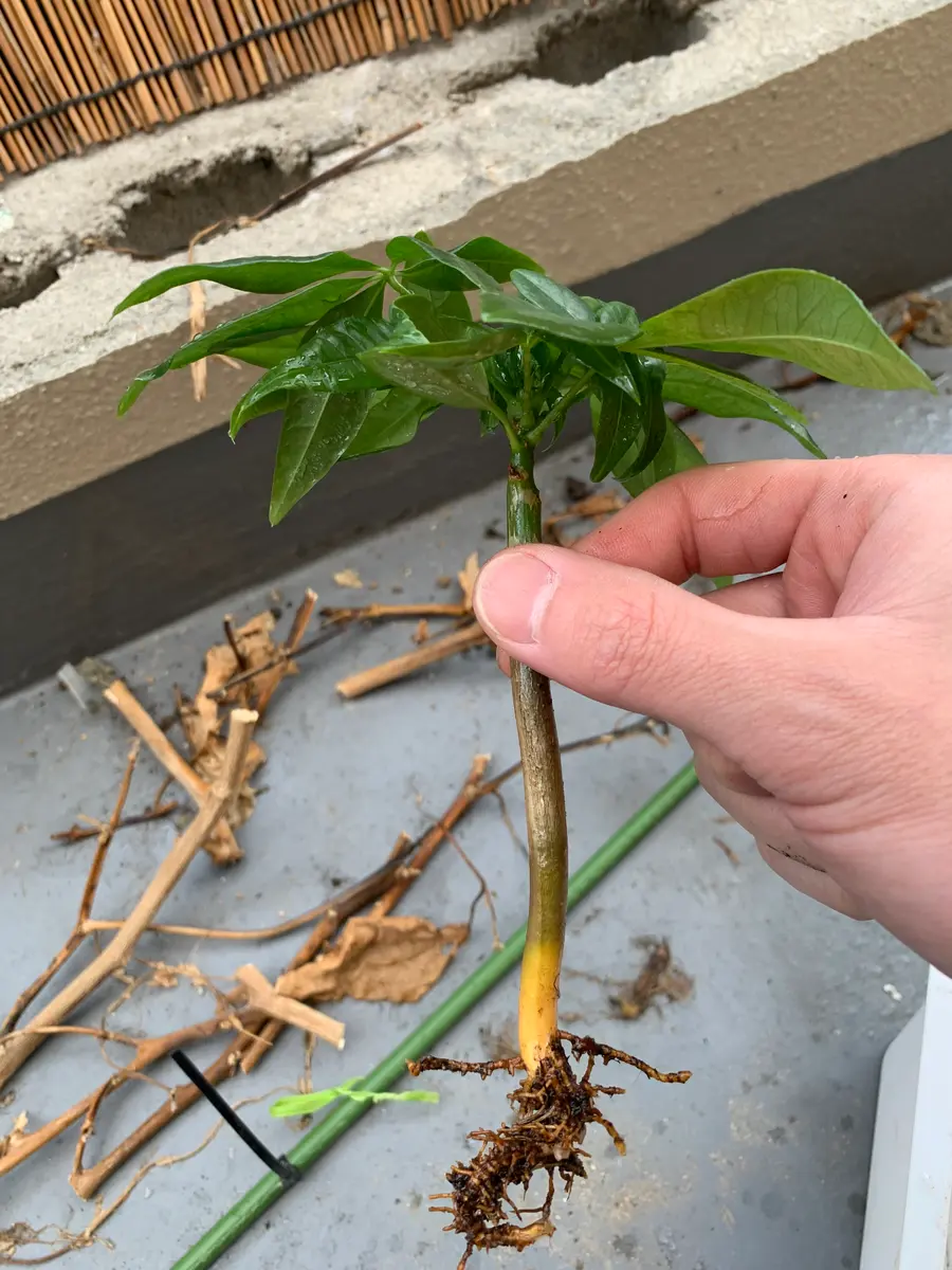 パキラの実生株か挿し木株かの判断がわかりません。ネットやこ