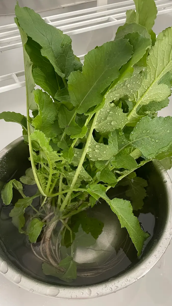 みなさん大根の間引き菜、どうやって食べてますか？10本くらい