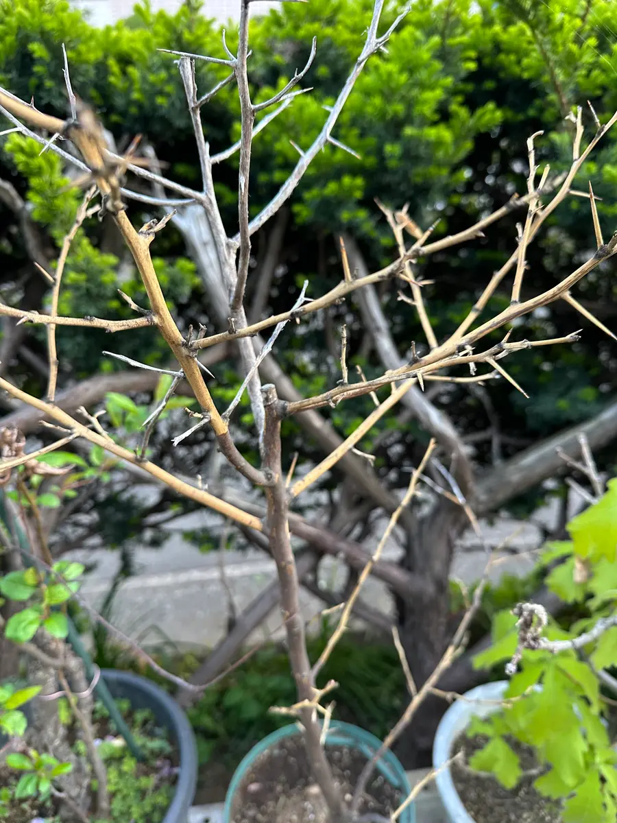 lemonさまご確認用！ Lemon様確認用