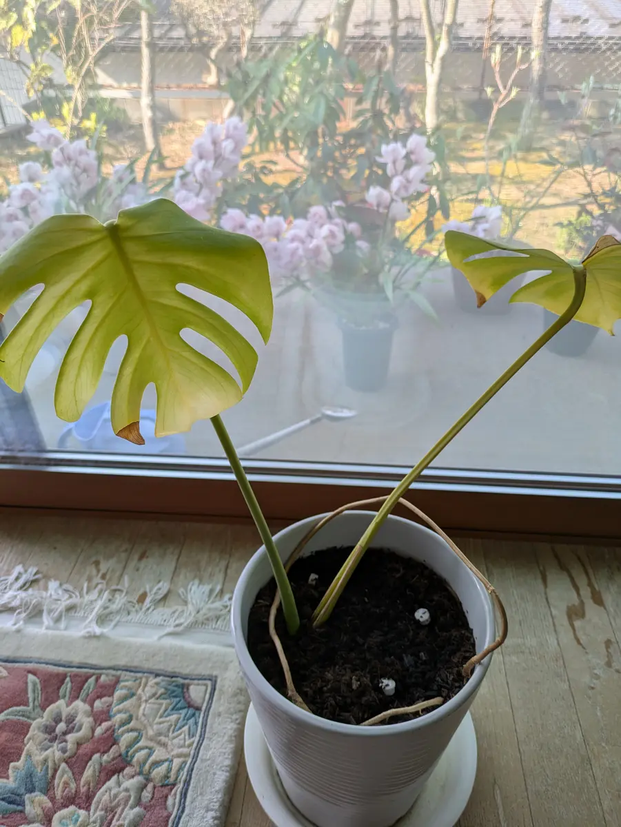 2年程前に株分けしたモンステラをいただき、リビングで育てて