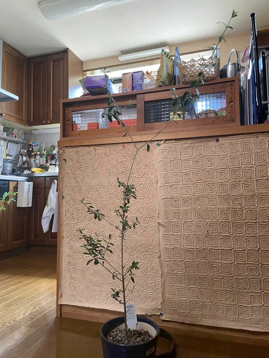 正規品 こんにちは！オリーブの木を育てているのですが、先端が二つに 常緑樹