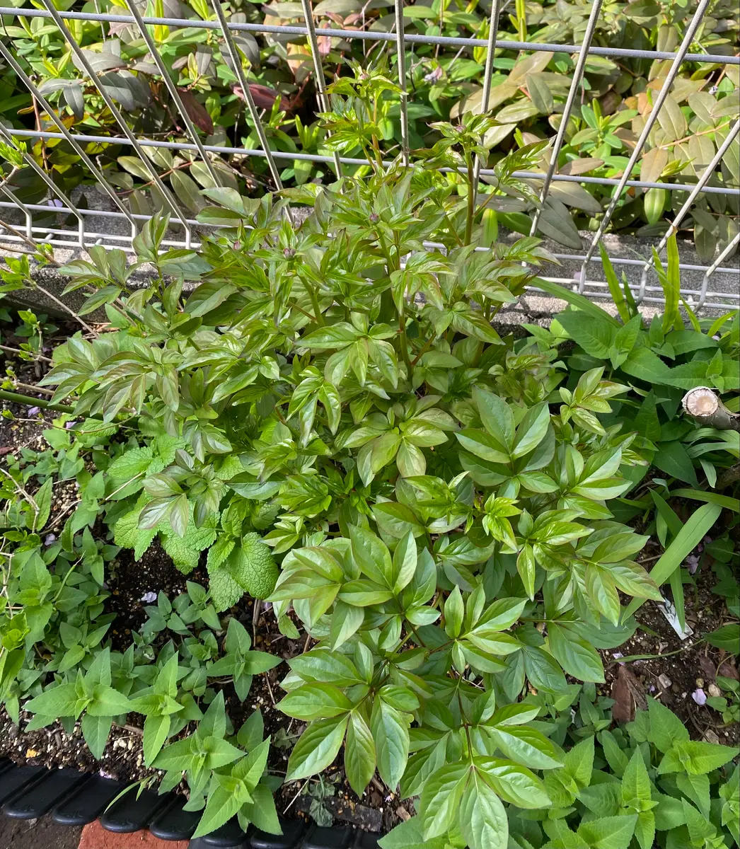 数年前に質問しました芍薬の事で、よろしくお願いします。大き
