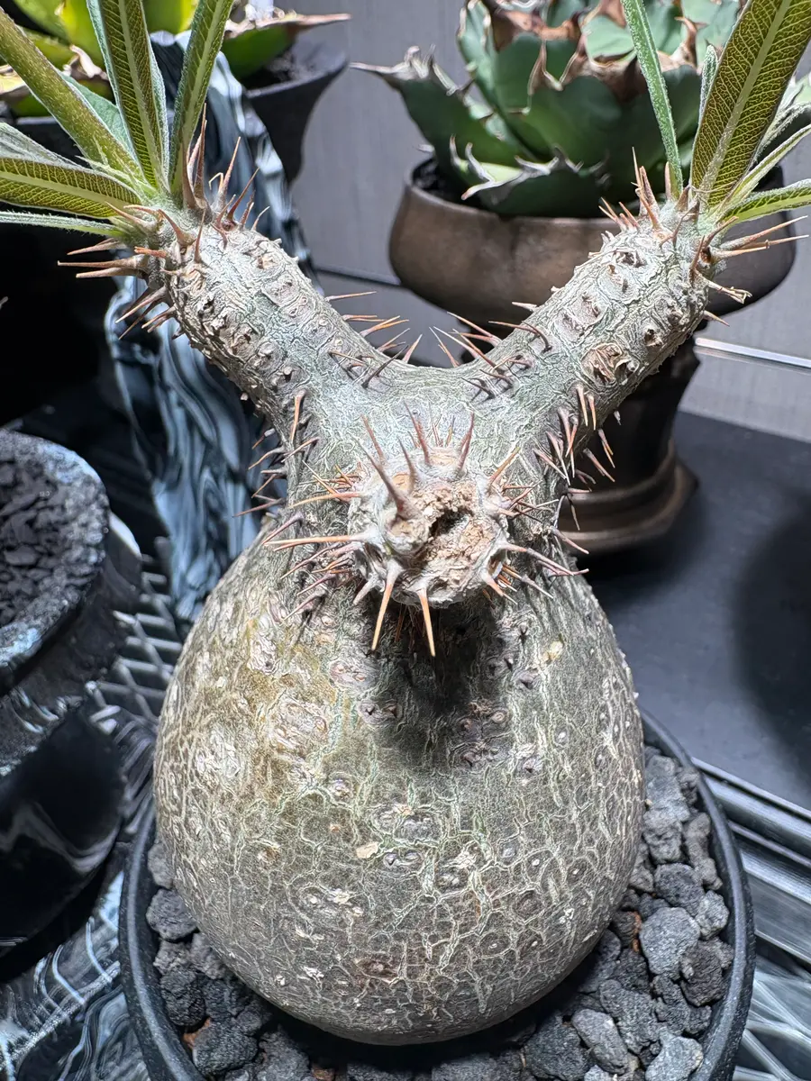 今年で2年目のパキポディウムグラキリスです。4月に入ってか｜園芸