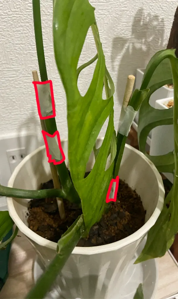 モンステラ エスケレート