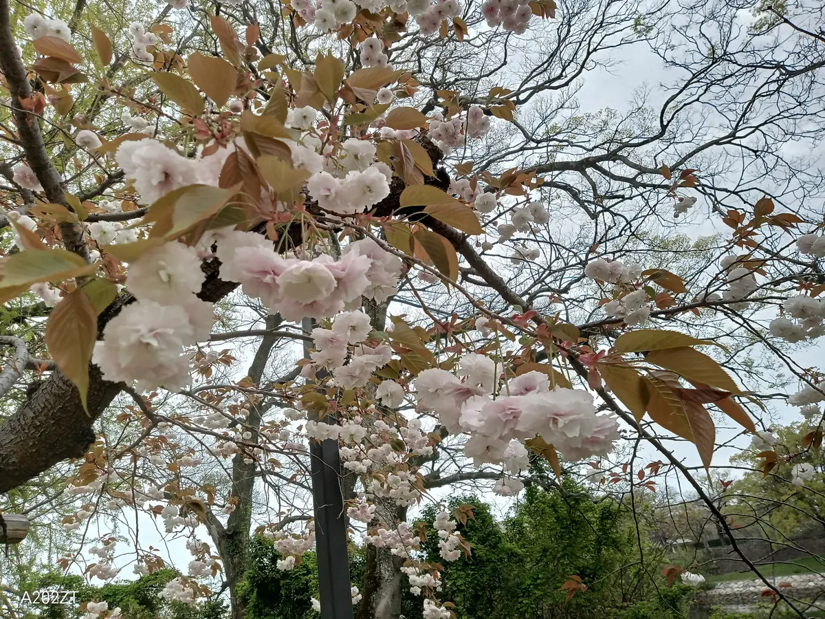 新着入荷の通販 他の桜が葉桜になりつつある中、とてもたわわに咲いています 着物・浴衣