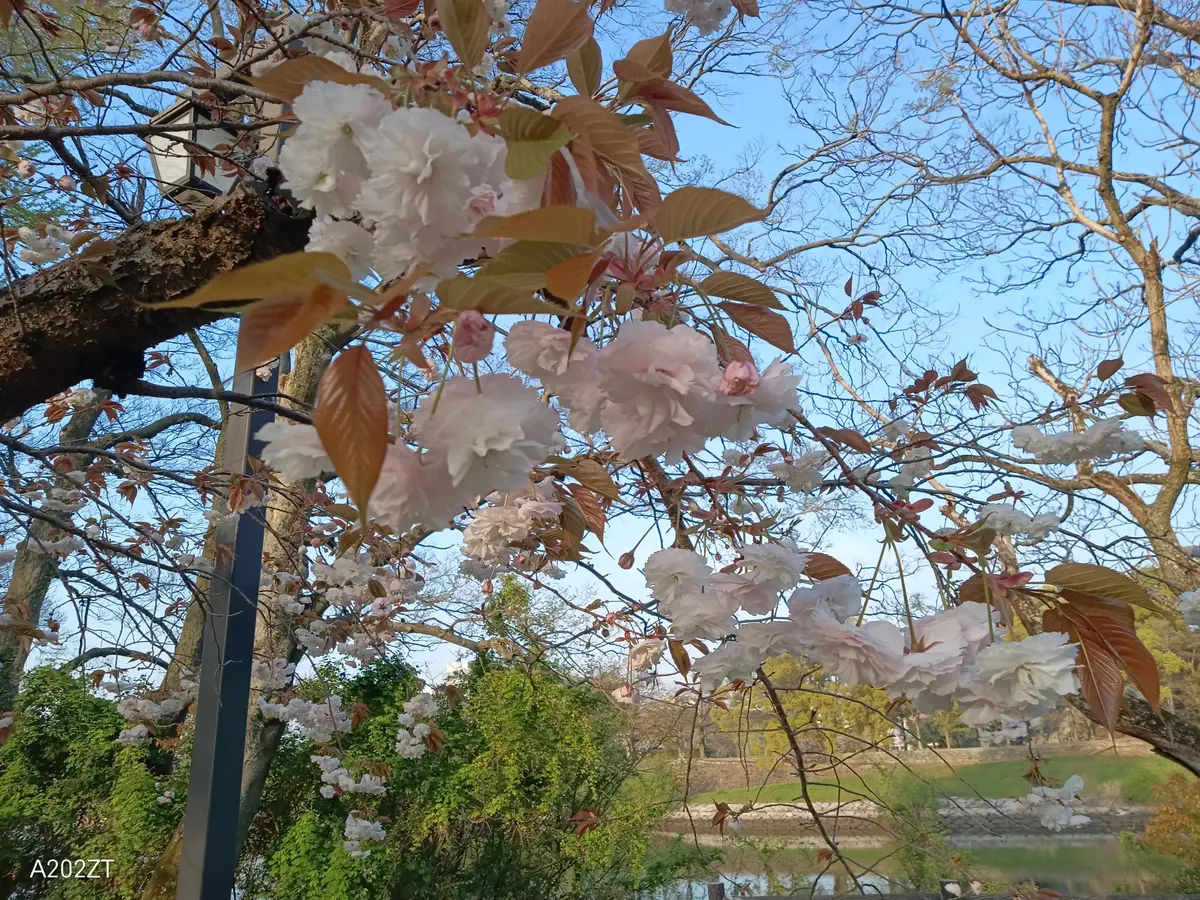 他の桜が葉桜になりつつある中、とてもたわわに咲いています