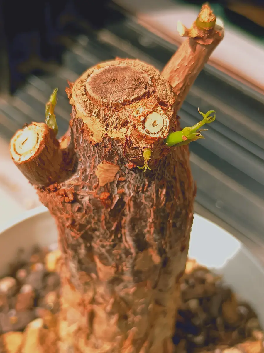 枯れ木 盆栽の枯れ木。5 Dead Bonsai Trees Volume 2 | DAZカテゴリ一覧