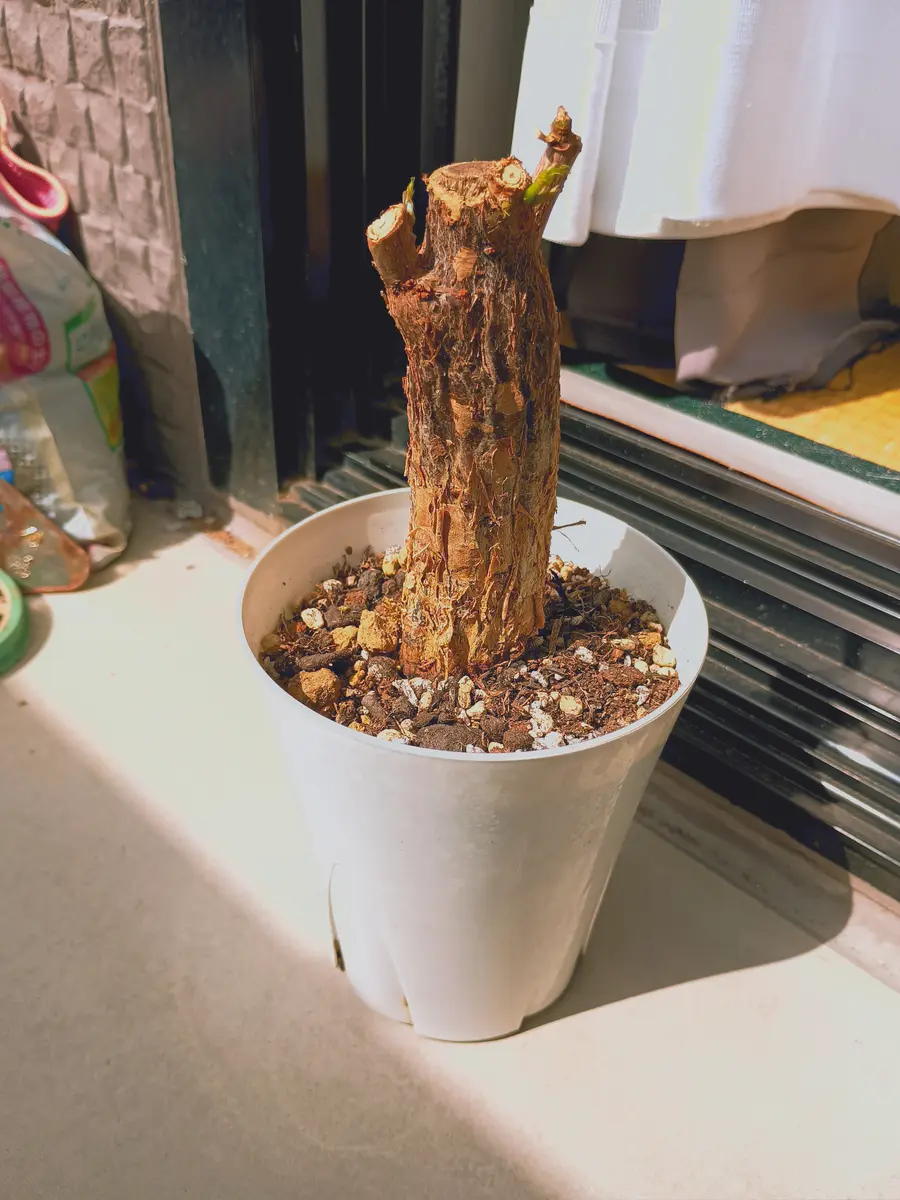 1週間前の暖かい日に水はけの悪い鉢から植え替えしたんですが｜園芸