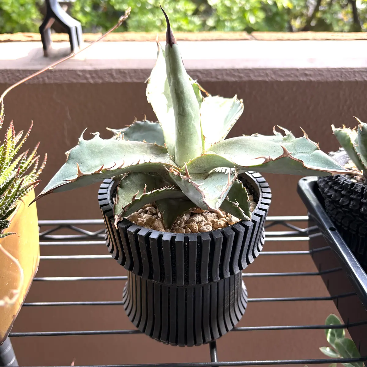 アガベ チタノタ ホワイトアイス アガベチタノタ ホワイトアイス超大株