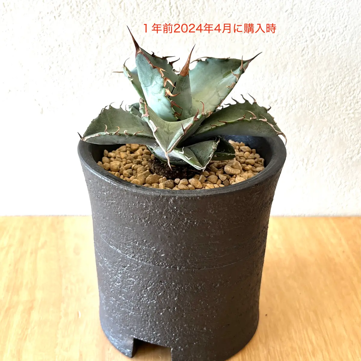 【訳あり】 かたさん様（アガベ4種） （アガベなのですが前まで開いていたの アガベ