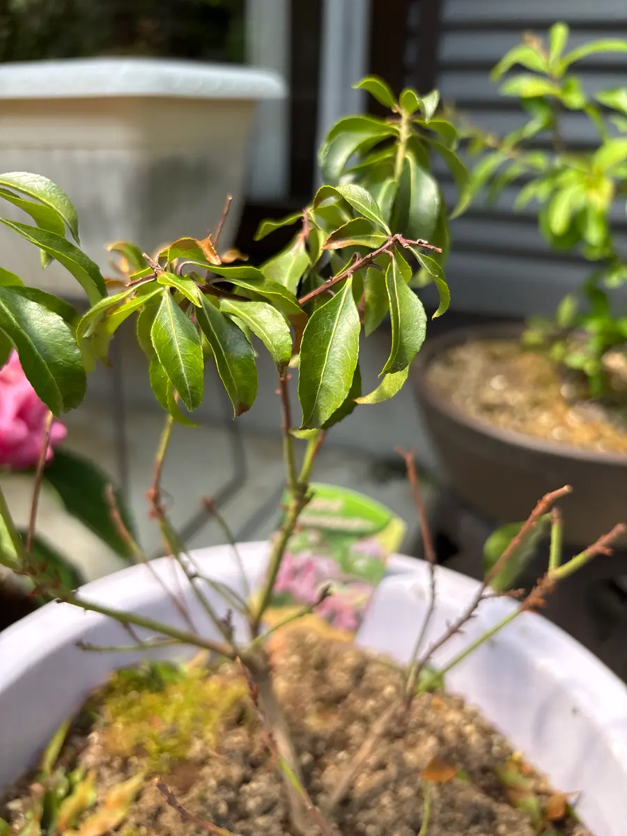 ① タイサンボク ケイパレス リトルジャム 特大苗木最高等級極上品