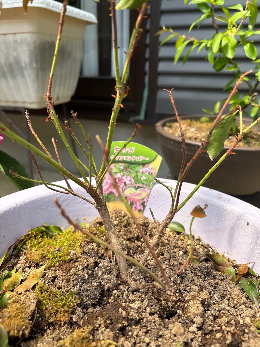 アセビを購入して鉢に植え替えたのですが、最初咲いていた花が