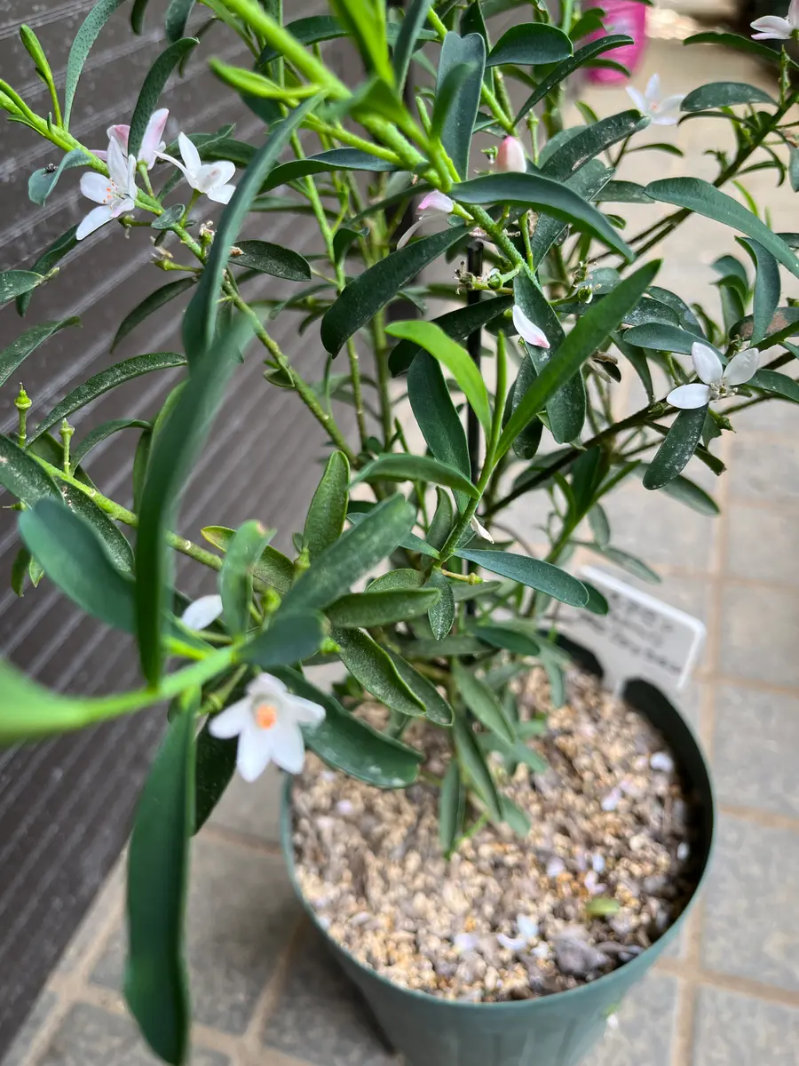 こんにちは。いつもお世話になっております。エリオステモン ｜園芸