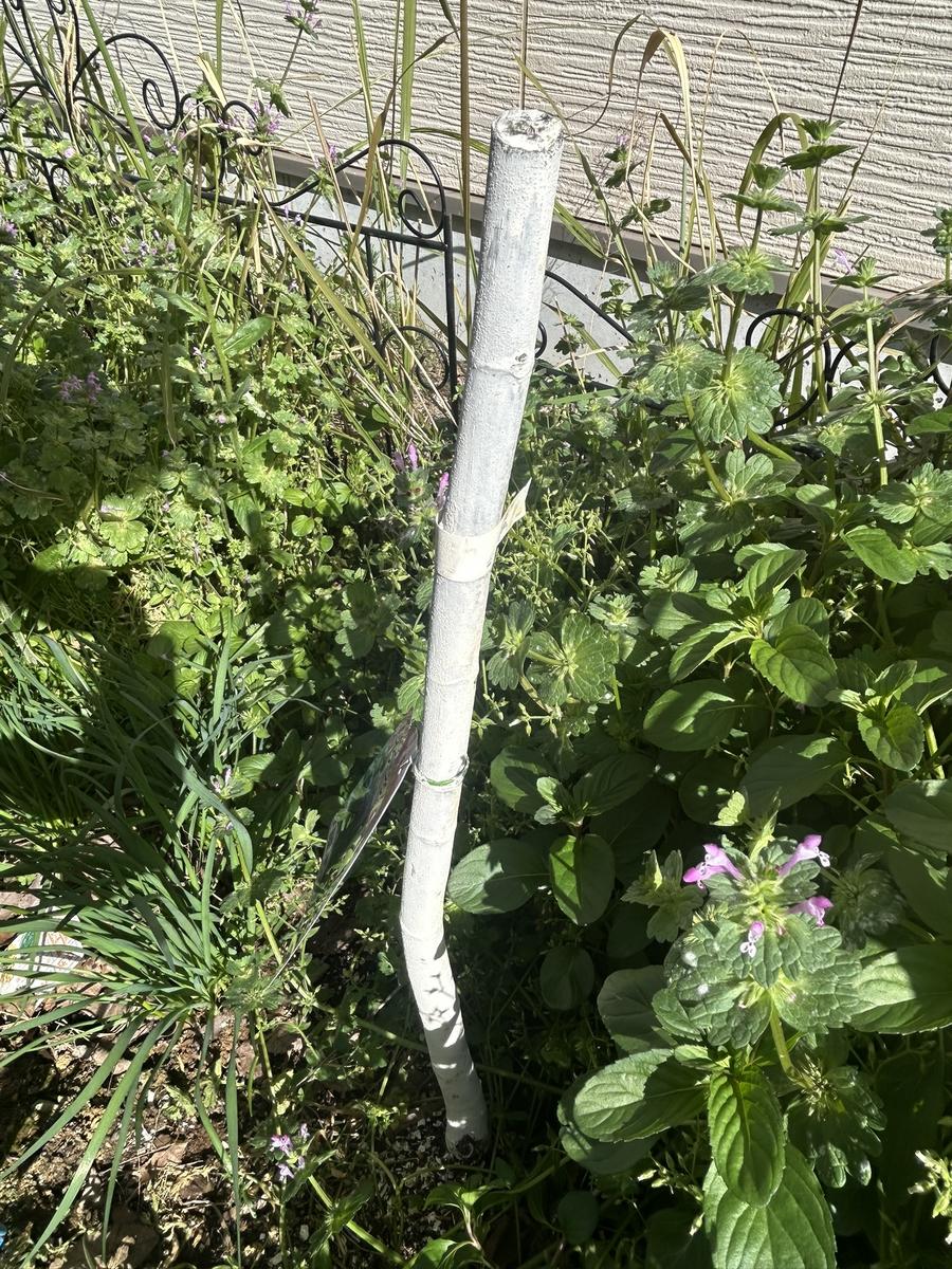 昨年購入した無花果の苗木を地植えにしているのですが、現在 