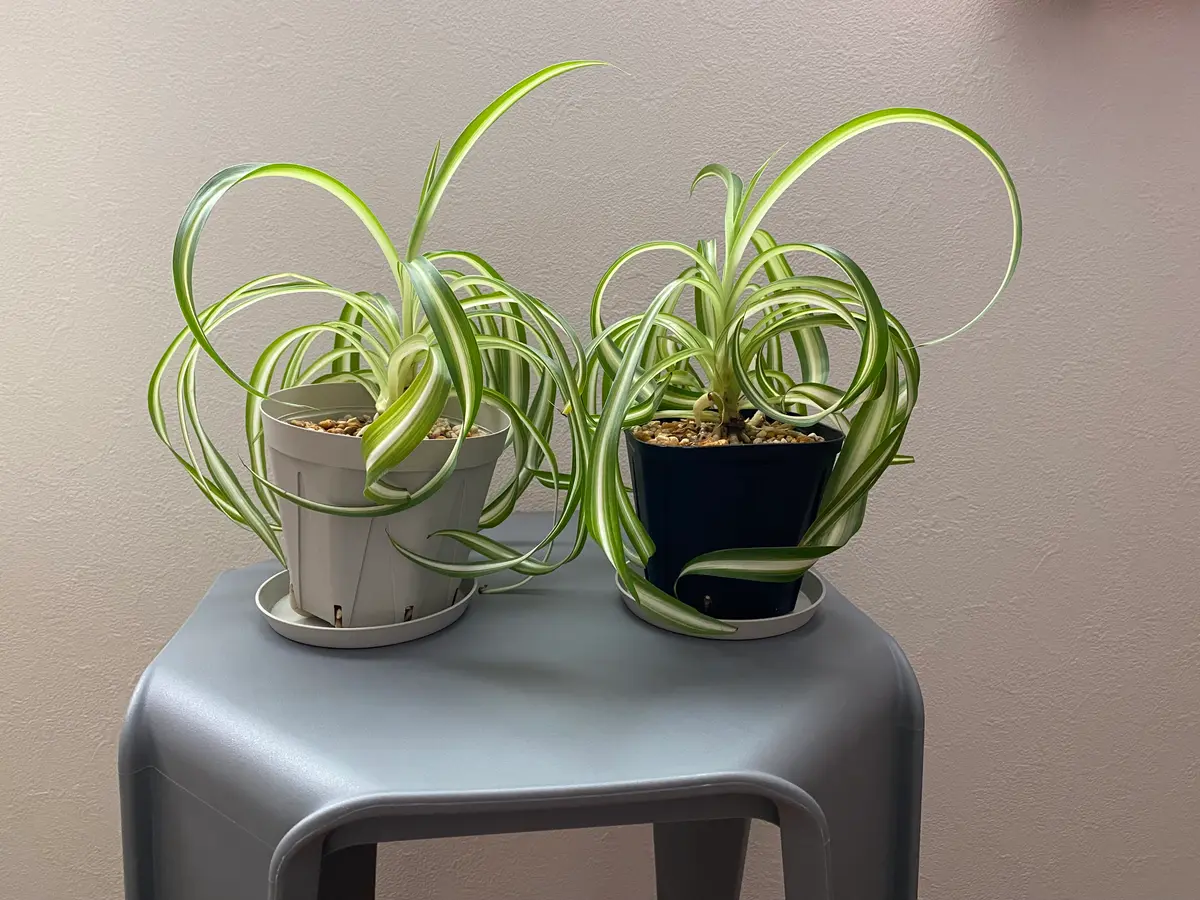 昨年の秋に、オリヅルランを3つに株分けしたのですが、写真の