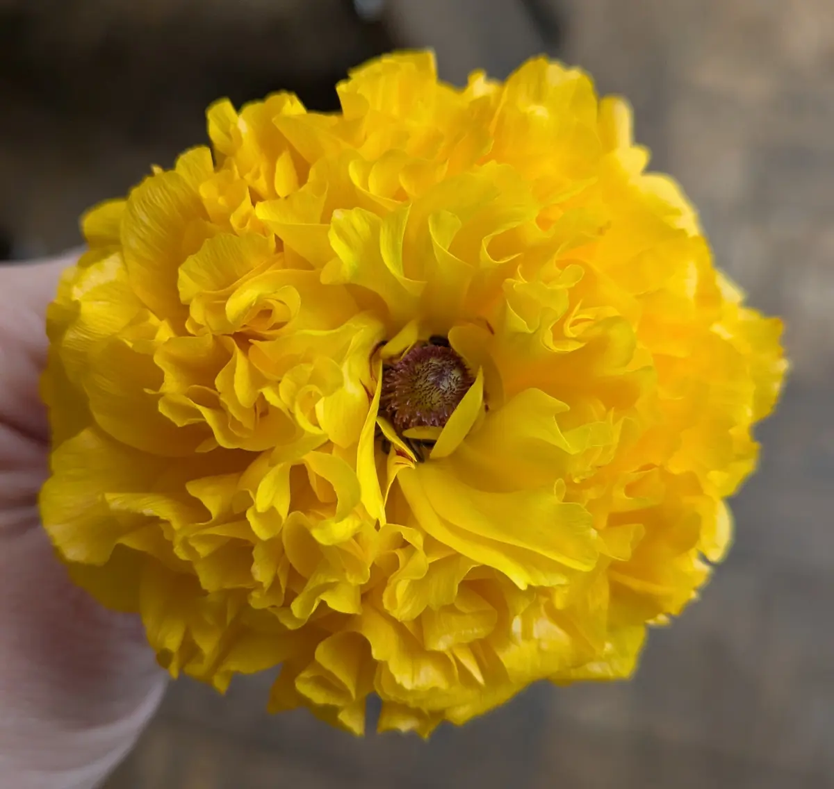 花束に入っていた花ですが、ポピーのようなカーネーションのよ 