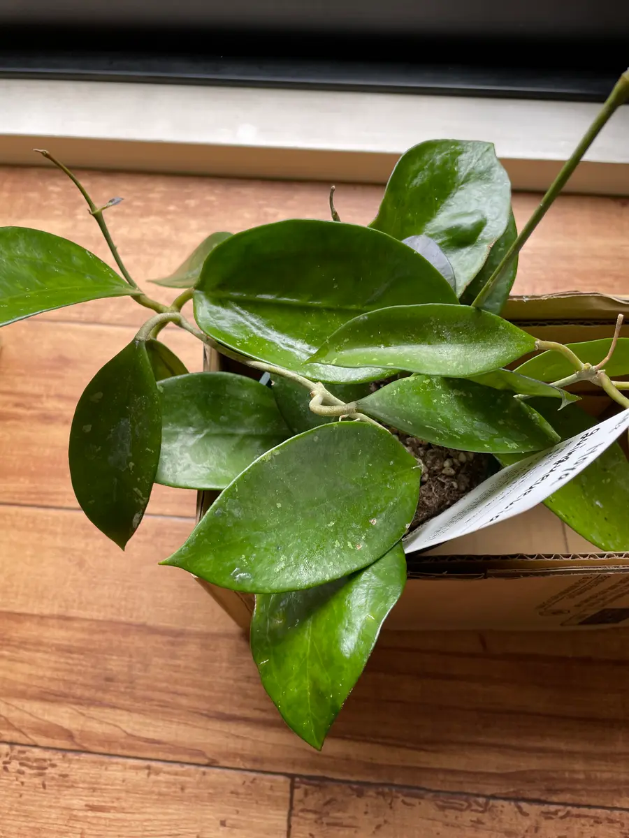 道の駅にあったホヤです。ホヤは種類が多いみたいですが、わか