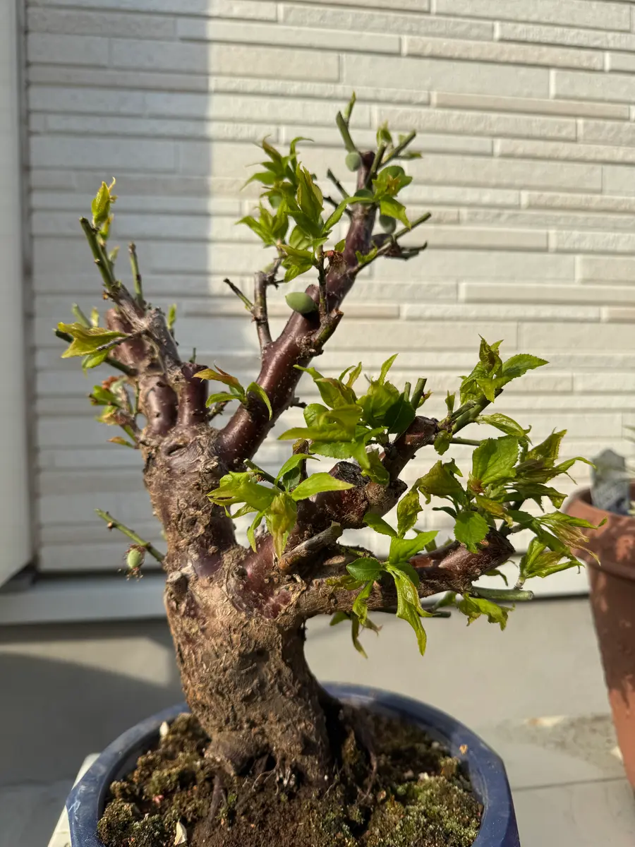 梅盆栽について、花が終わり、あっという間に身が出来てきてし