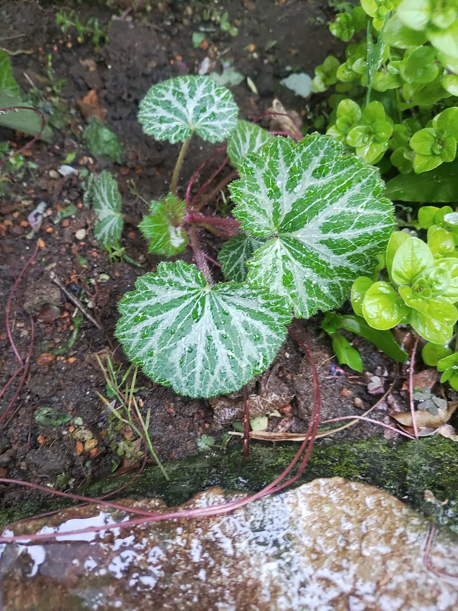 最も安い 雑草を食べる天然水様専用ページ 野草を食べる際には十分に