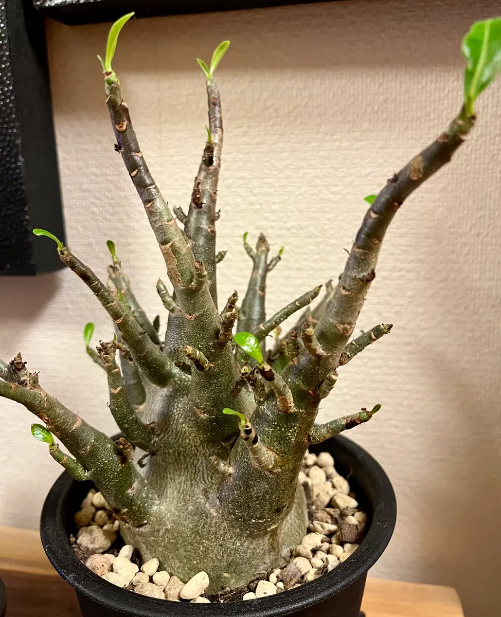 アデニウム・アラビカムについて教えて下さい。塊根植物初心者 アデニウム・アラビカムについて教えて下さい。塊根植物初心者