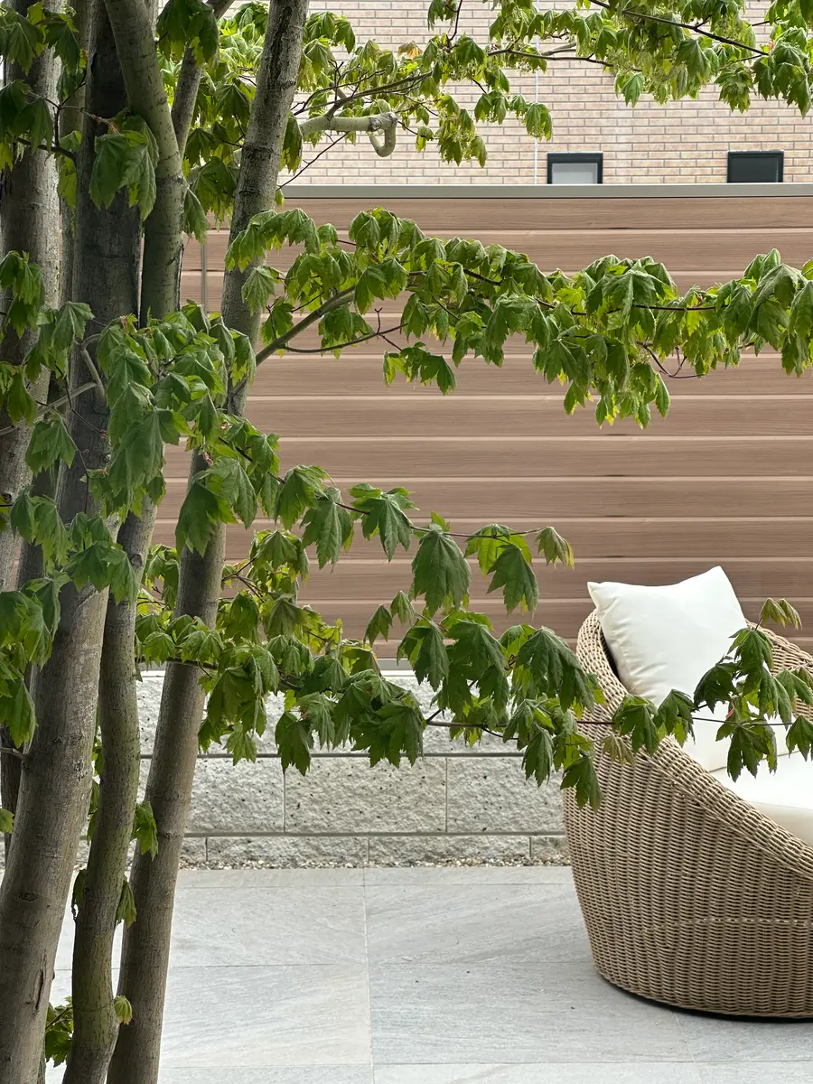 庭に地植えしているコハウチワカエデの新芽について相談させて