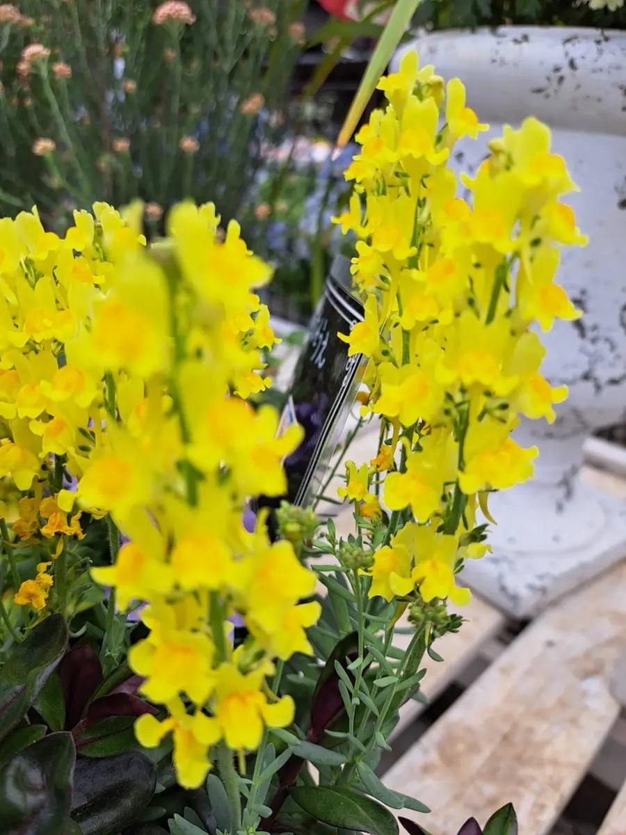 花の名前を教えてください。ホームセンターで寄せ植えで売られ