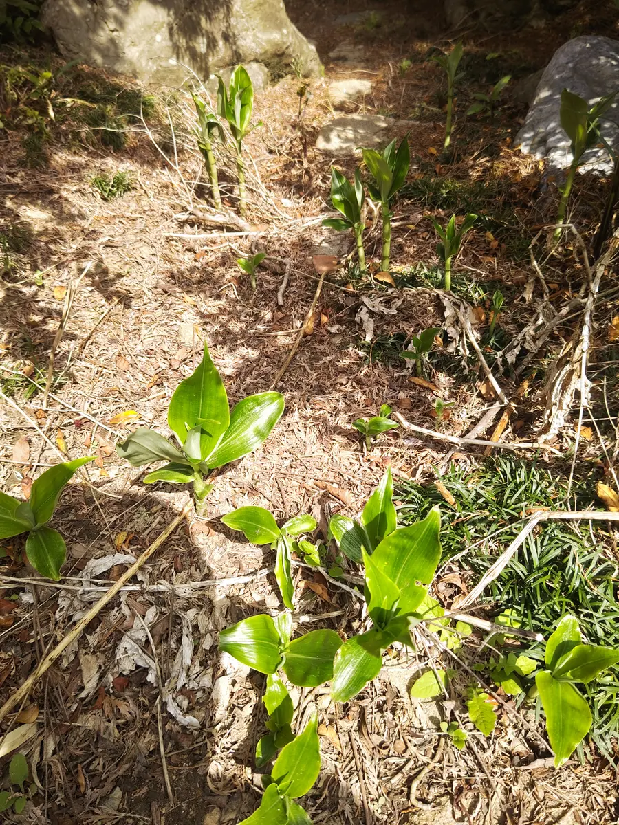 朝日園芸百科・10冊/塚本洋太郎監修/取り上げた植物は現在国内で栽培