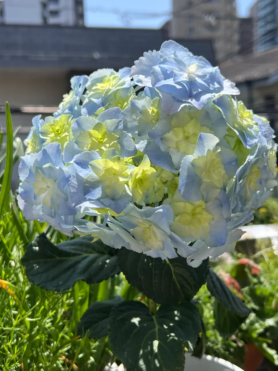 最高の 毎度お世話になります。今日買った紫陽花の名前を知りたいです コレクション