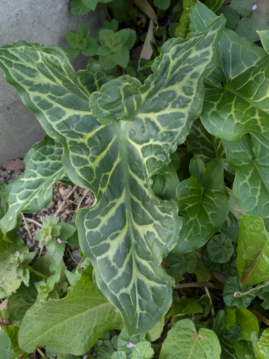 近所に生えてた葉っぱです 近所に生えてた葉っぱです 【公式通販】