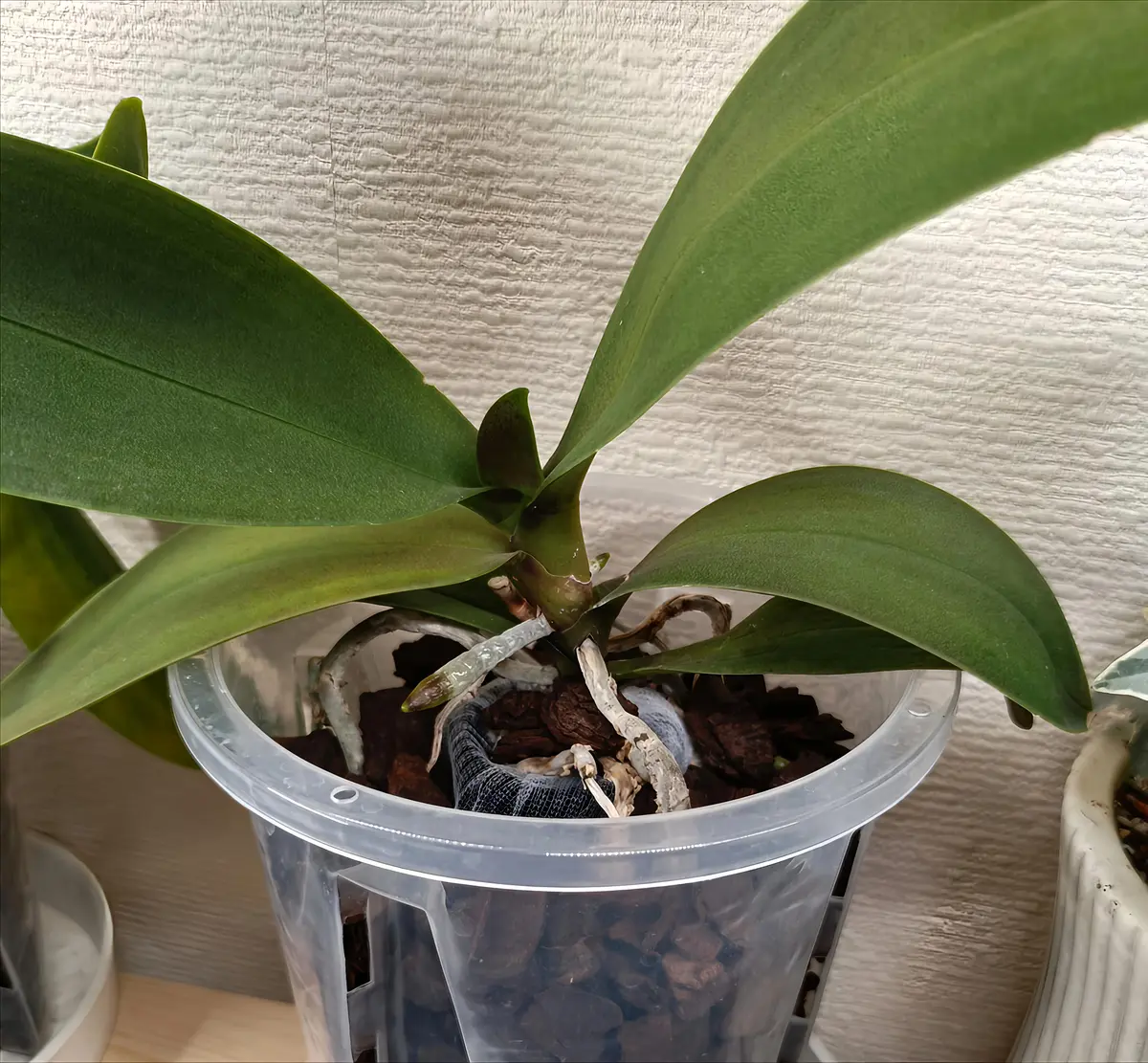 ミディ胡蝶蘭の開花頻度と管理について質問です。今年の1月か｜園芸