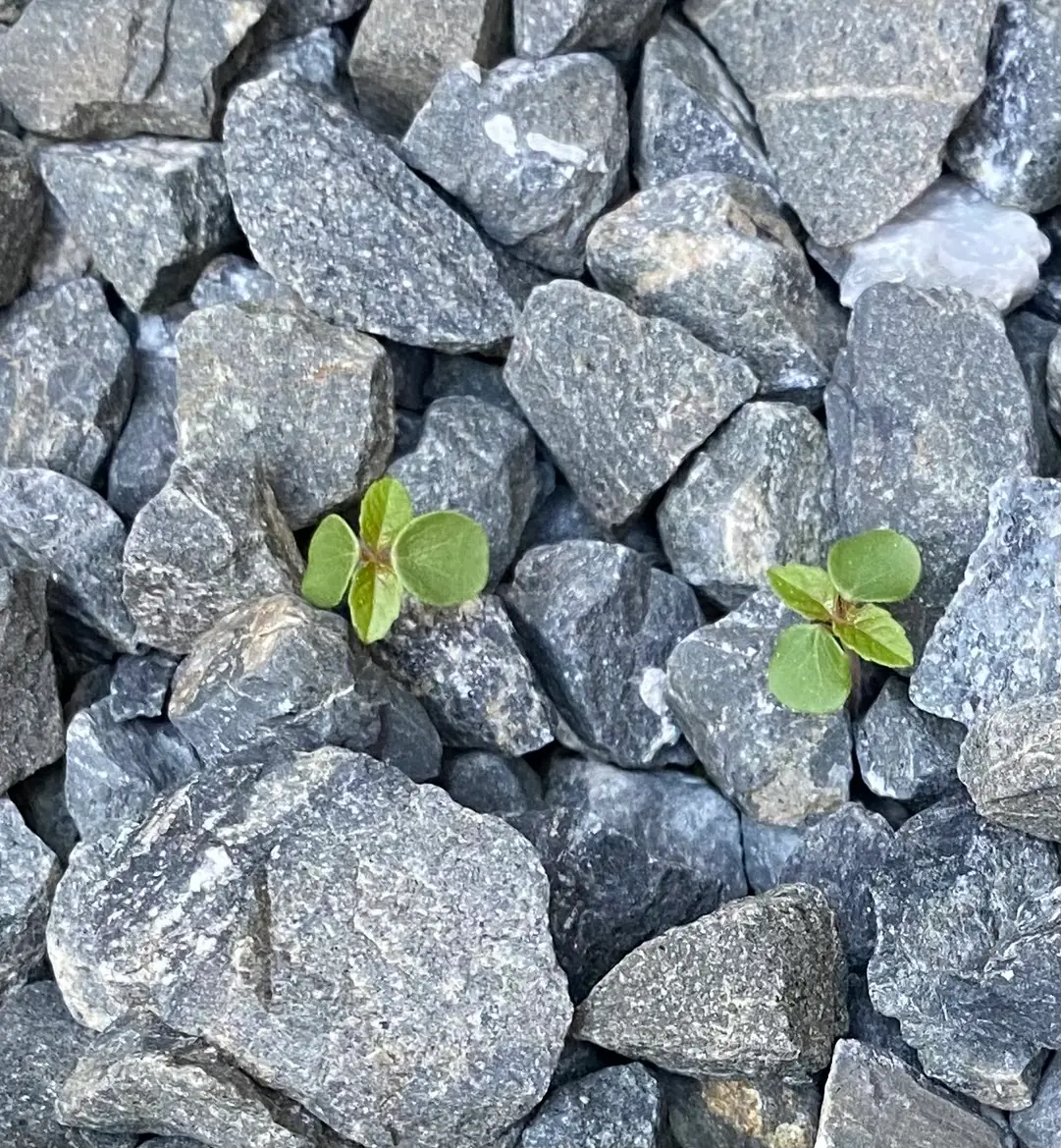 これは雑草でしょうか？うちの家の東側に砂利スペースがあるの