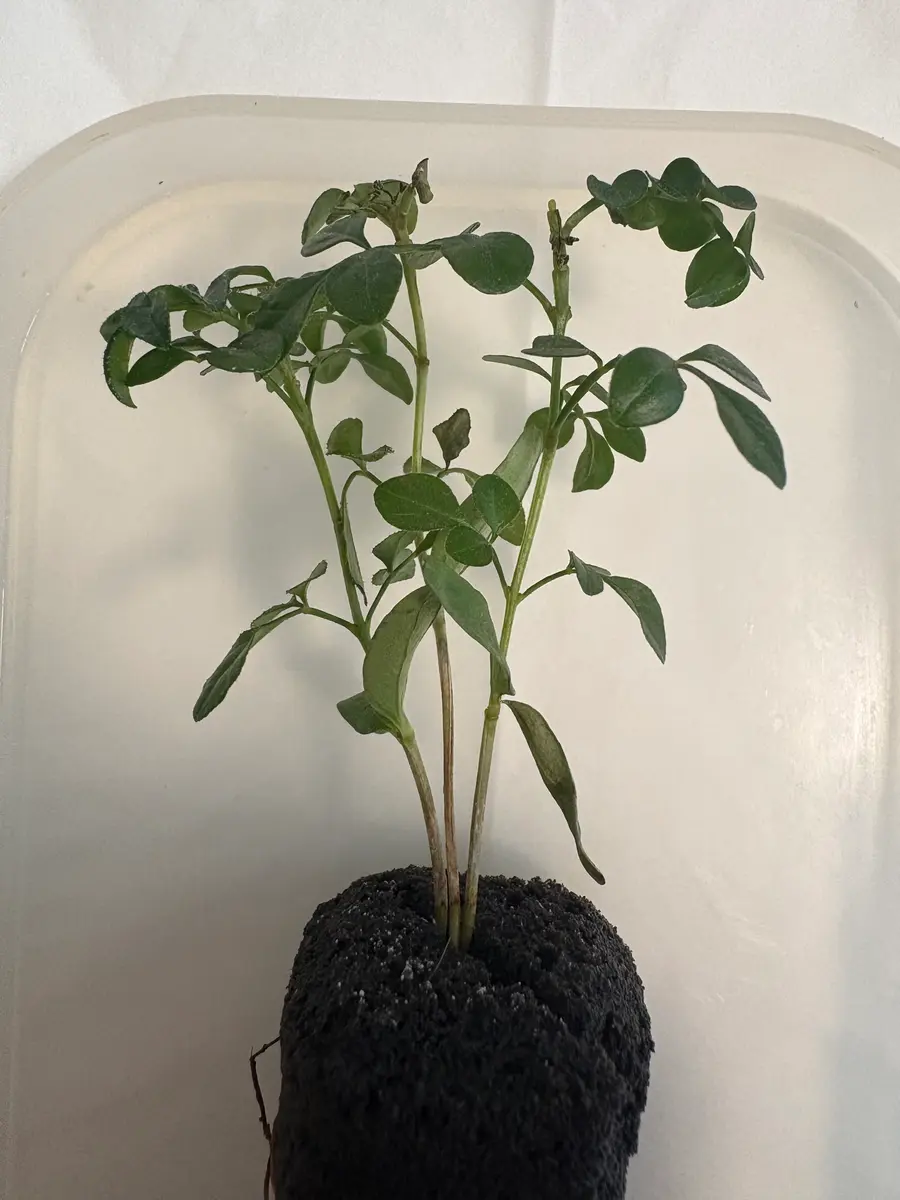 土に代わる新素材「パフカル」使用！ 土より良く育つ／ 壁掛け 観葉