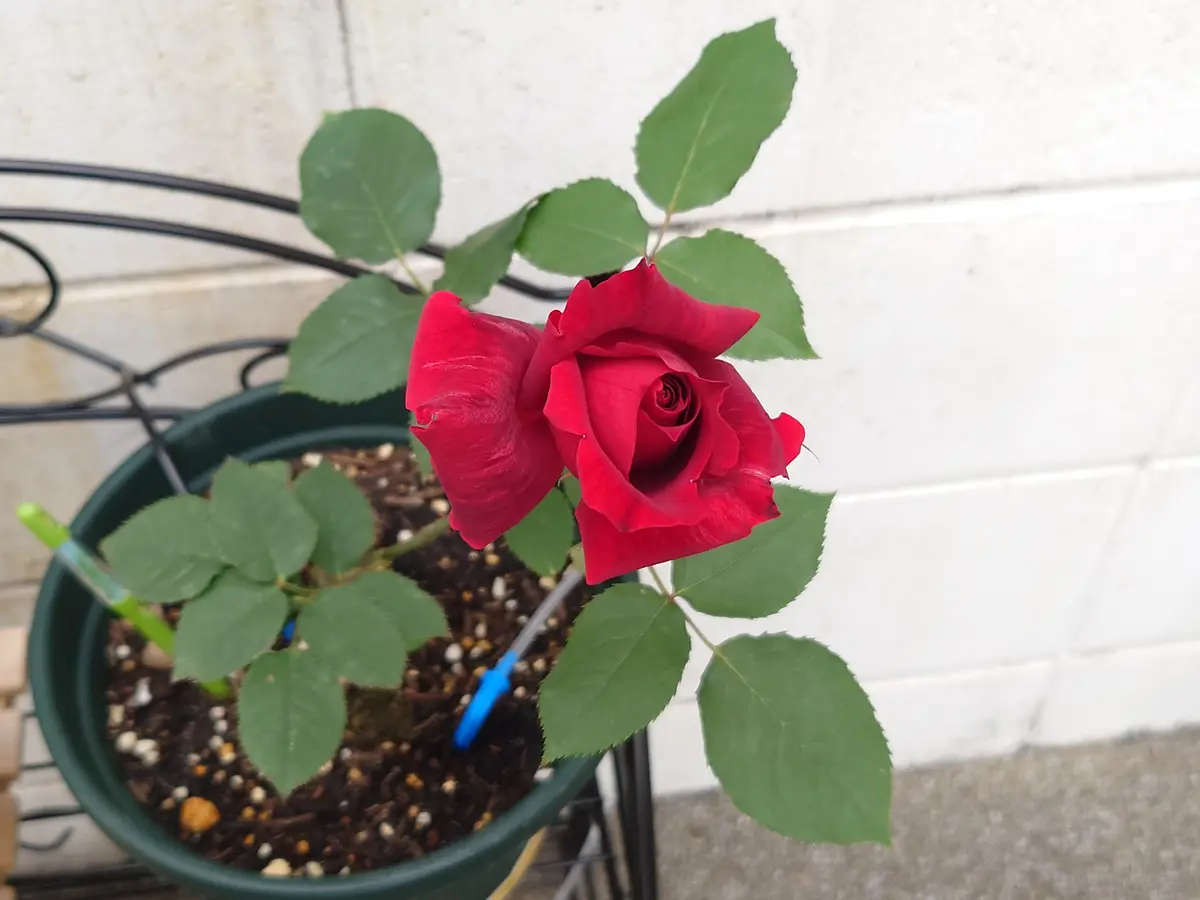 岩付の野薔薇。品種不明です。蕾が有ります。 【公式通販】