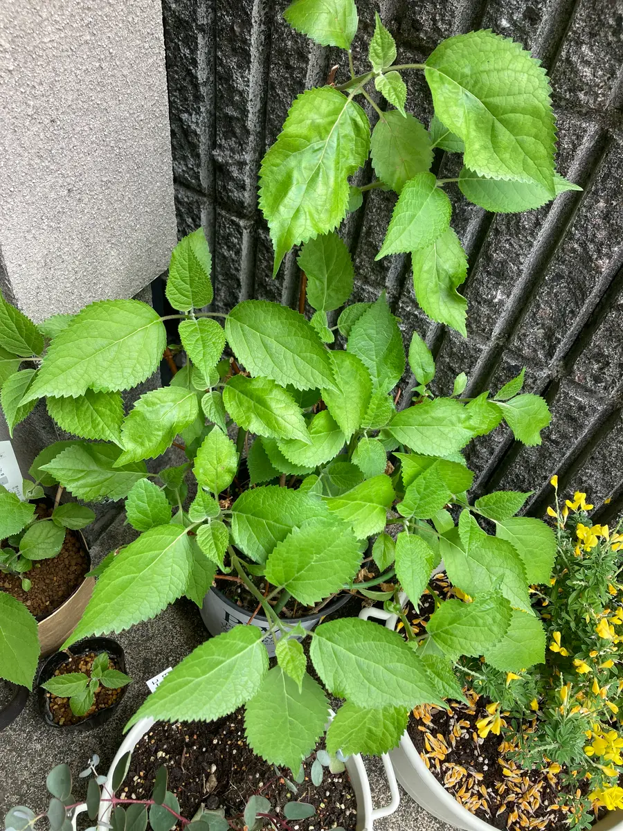 アナベル鉢植え2年目、開花を楽しみにして日々観察しています
